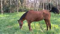 Cavalo capado mp