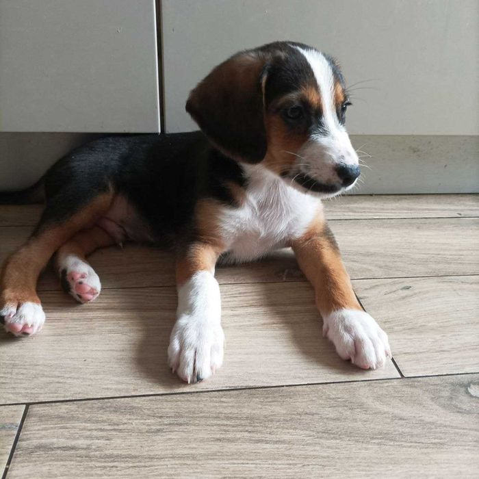 Цуценята метис спаніеля і естонської гончої