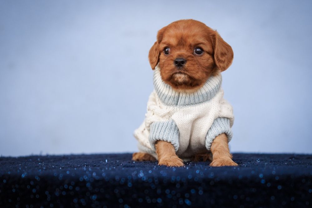 Cavalier King Charles Spaniel - Chłopczyk Borys ruby
