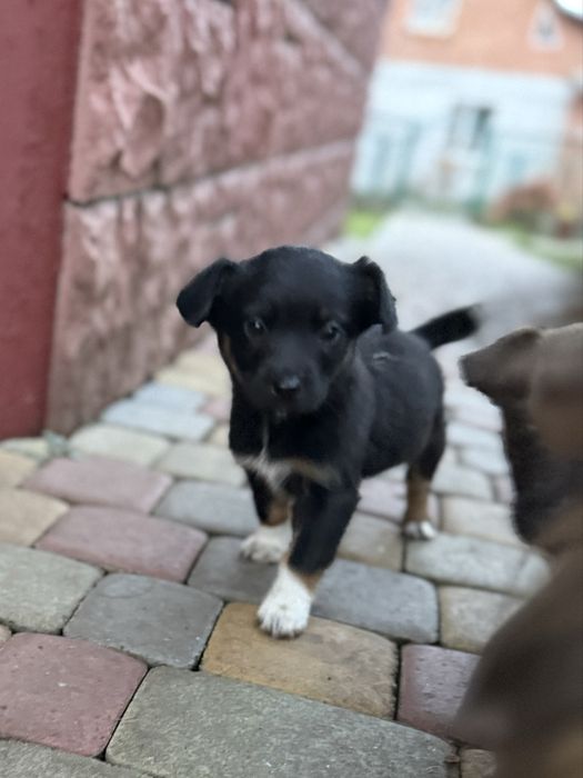 Собачки в добрі руки