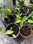 Vende-se pimentas Jalapeno, Naga viper, habanero etc...