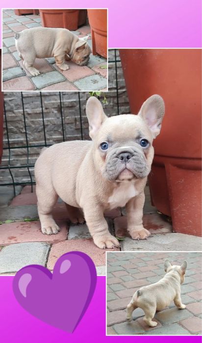 Мини мальчик французик! Он на фото!