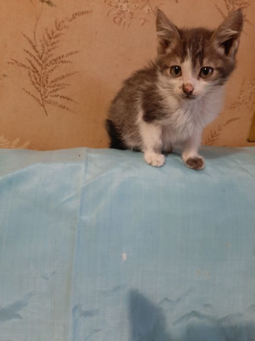 Вiддам симпатичних кошенят