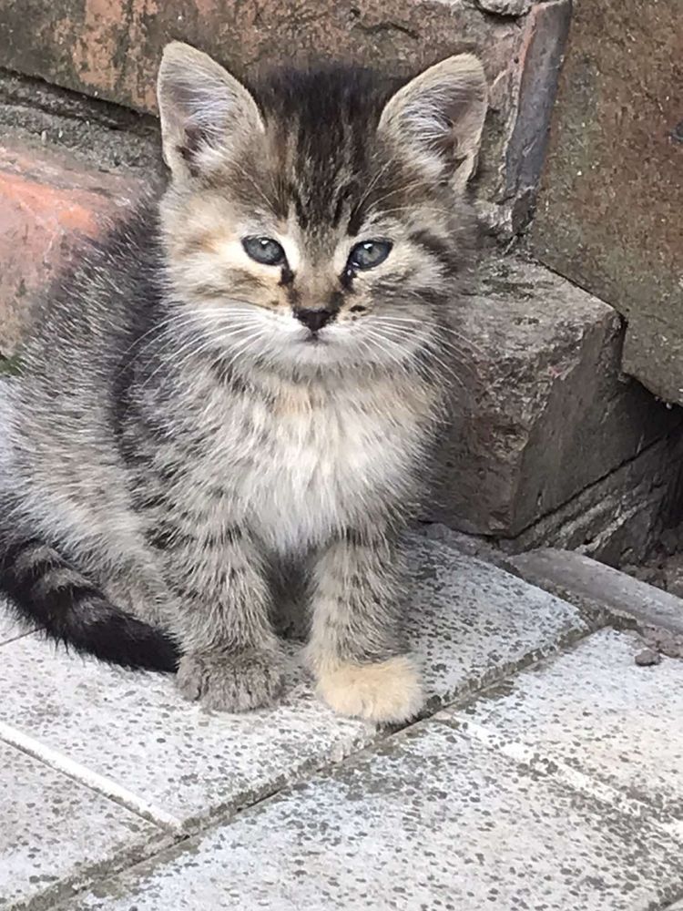 Кошенята безкоштовно