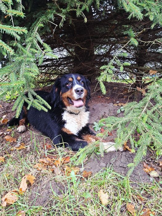 Bernieński pies pasterski suczka