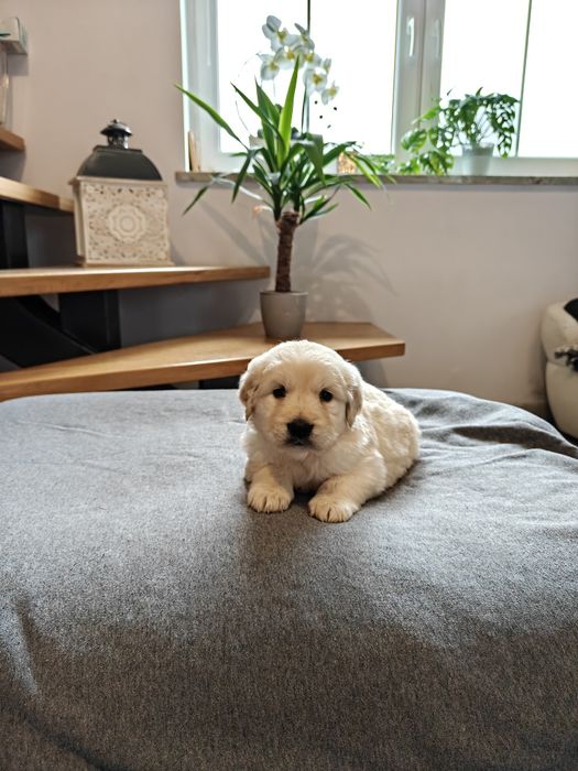Sprzedam śliczną sunie Golden Retriever