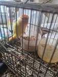 Agapornis roseicollis8 mansinho criado a mao e independente