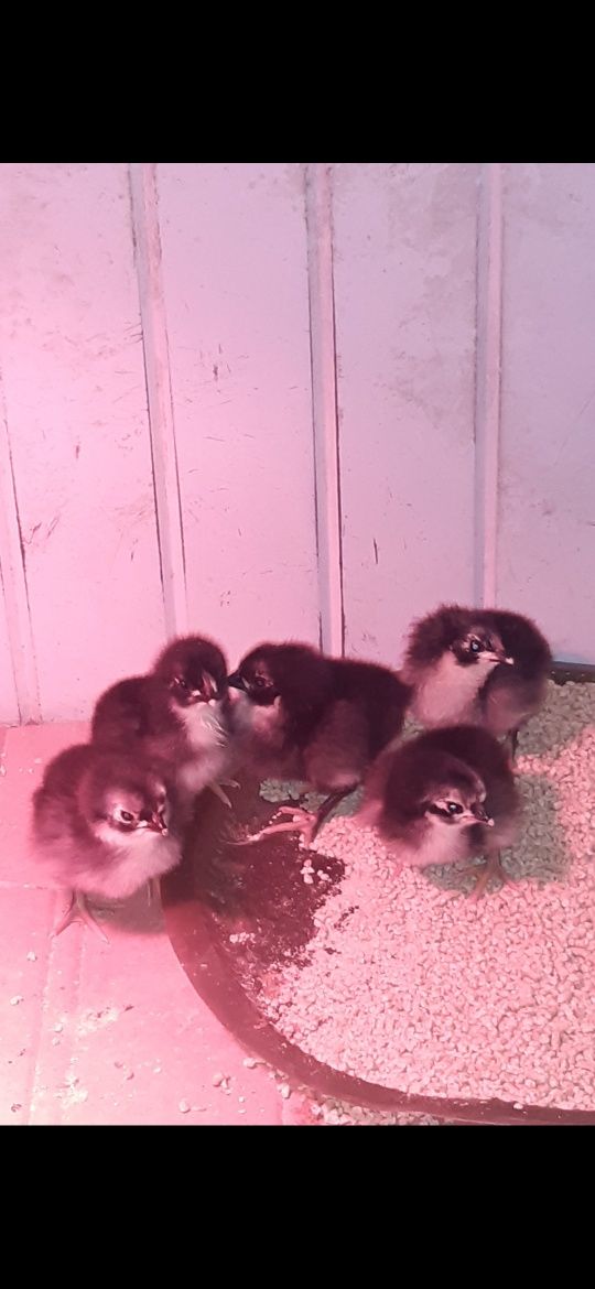 Vendo ovos férteis e pintos de Australorp negra