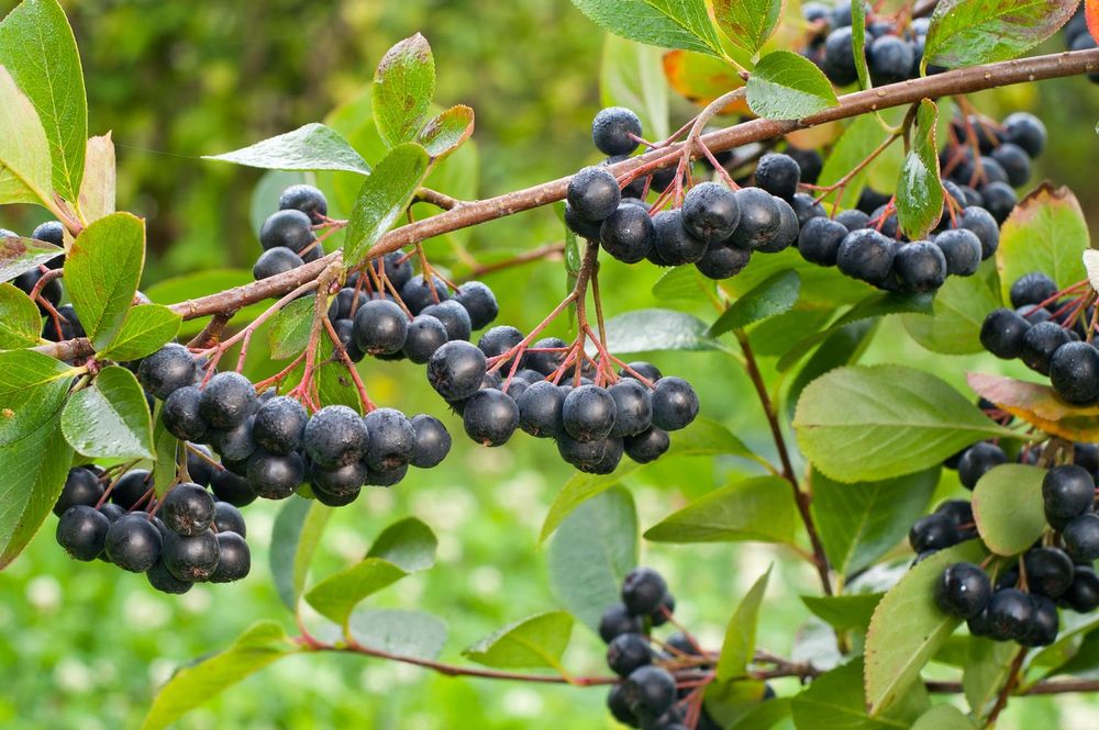 Bio Aronia ekologiczna