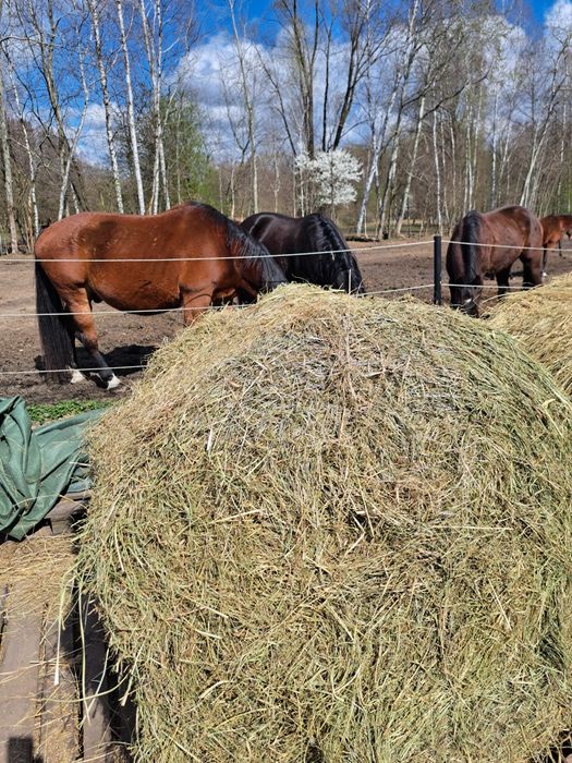 Siano dla koni tegoroczne pachnące / baloty siana 100% suche Transport