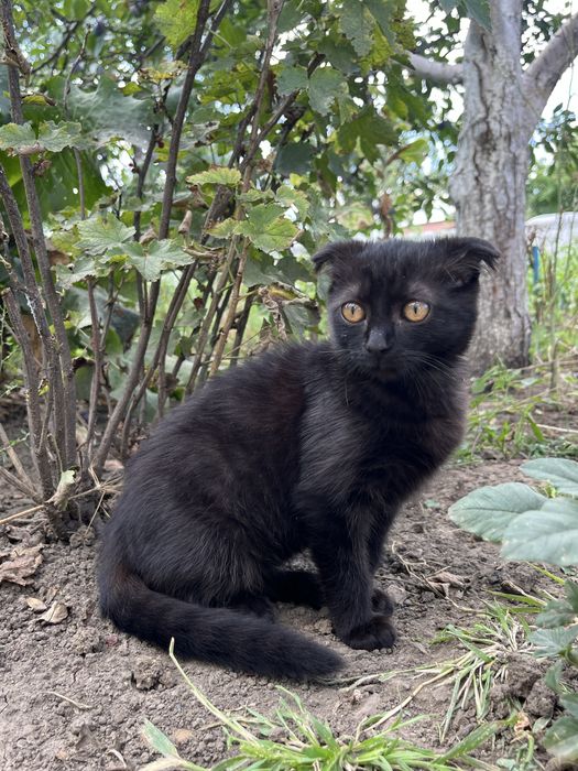 Висловухе чорне кошеня