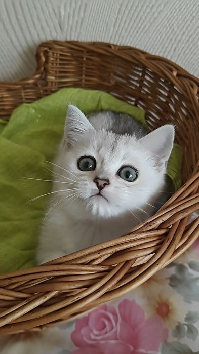 Сріблясті шиншили дівчинка і хлопчик