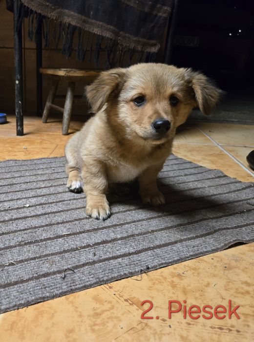 Oddam w dobre ręce 3 miesiecznego pieska /Kundel