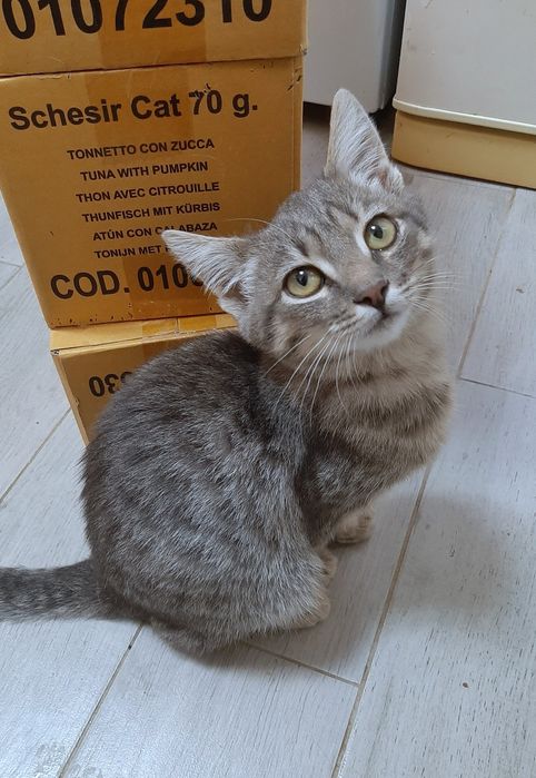 Кошенятко в добрі руки!