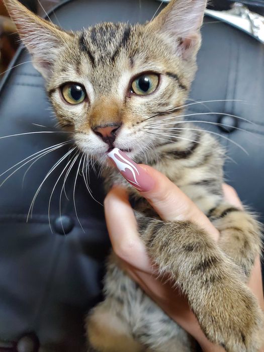 Безкоштовно кошенято 3 місяці