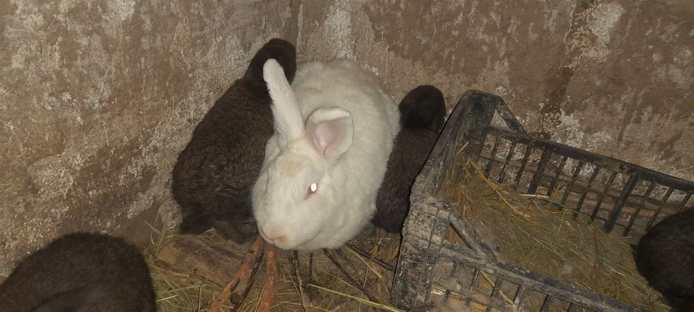 Продаються кроленята, 150грн. Кролі. Кроленята.