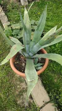 Wielka agawa 60 cm grubolistna