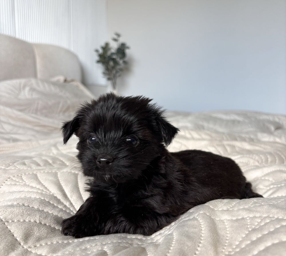 Czarny piesek ELVIS Yorkshire Terrier