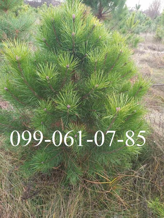 Опт сосна новорічна ялинка на Новий рік