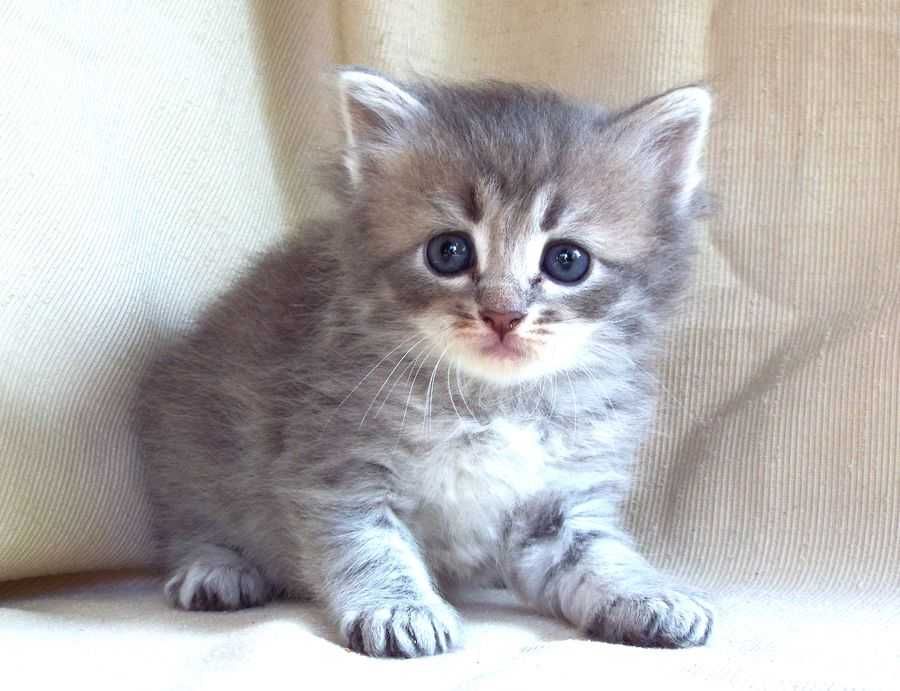 Kot, kotka syberyjska z rodowodem