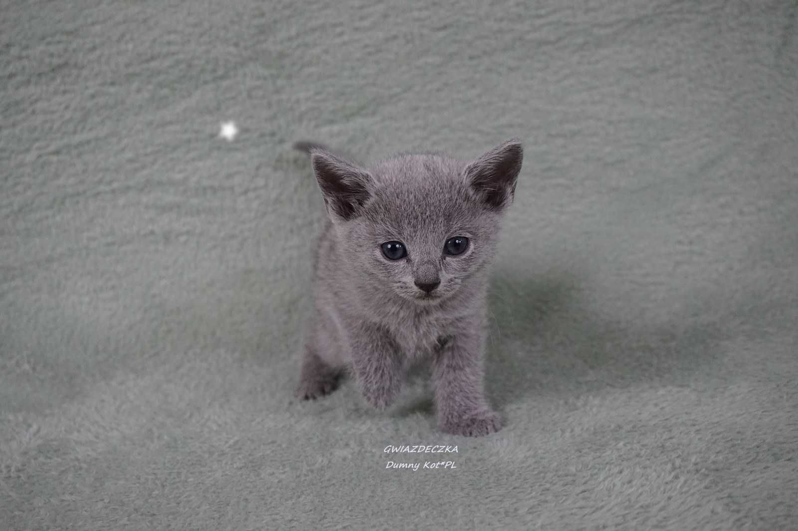 Kocięta Rosyjskie Niebieskie koteczka Gwiazdeczka szuka domu