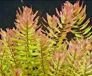 Rotala macrandra green typ 4