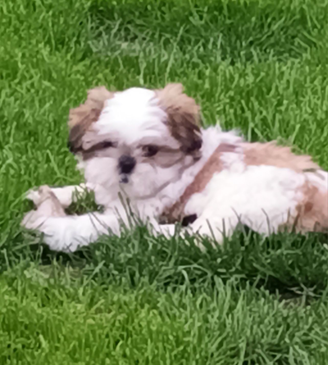 Suczka rasy  Shih-Tzu