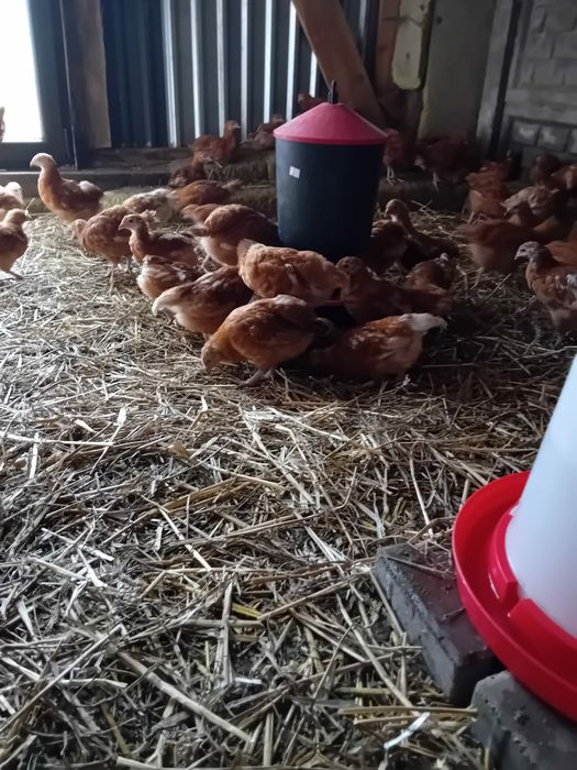 Kura kury Rosy 10-tygodniowe naturalne ekologiczne