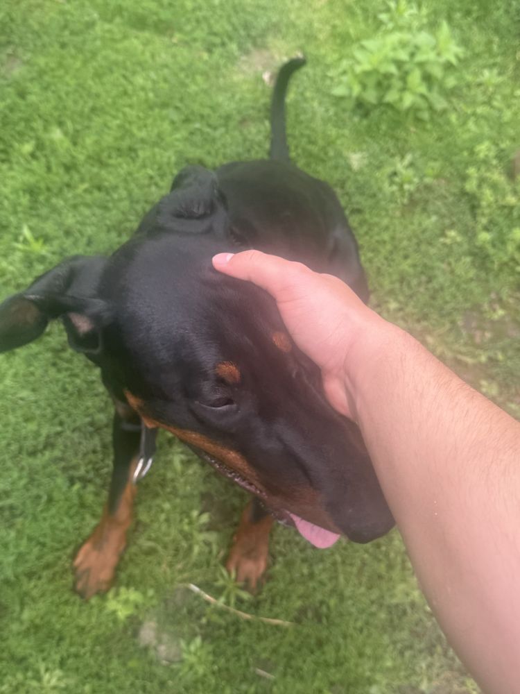 Pies doberman szczeniak