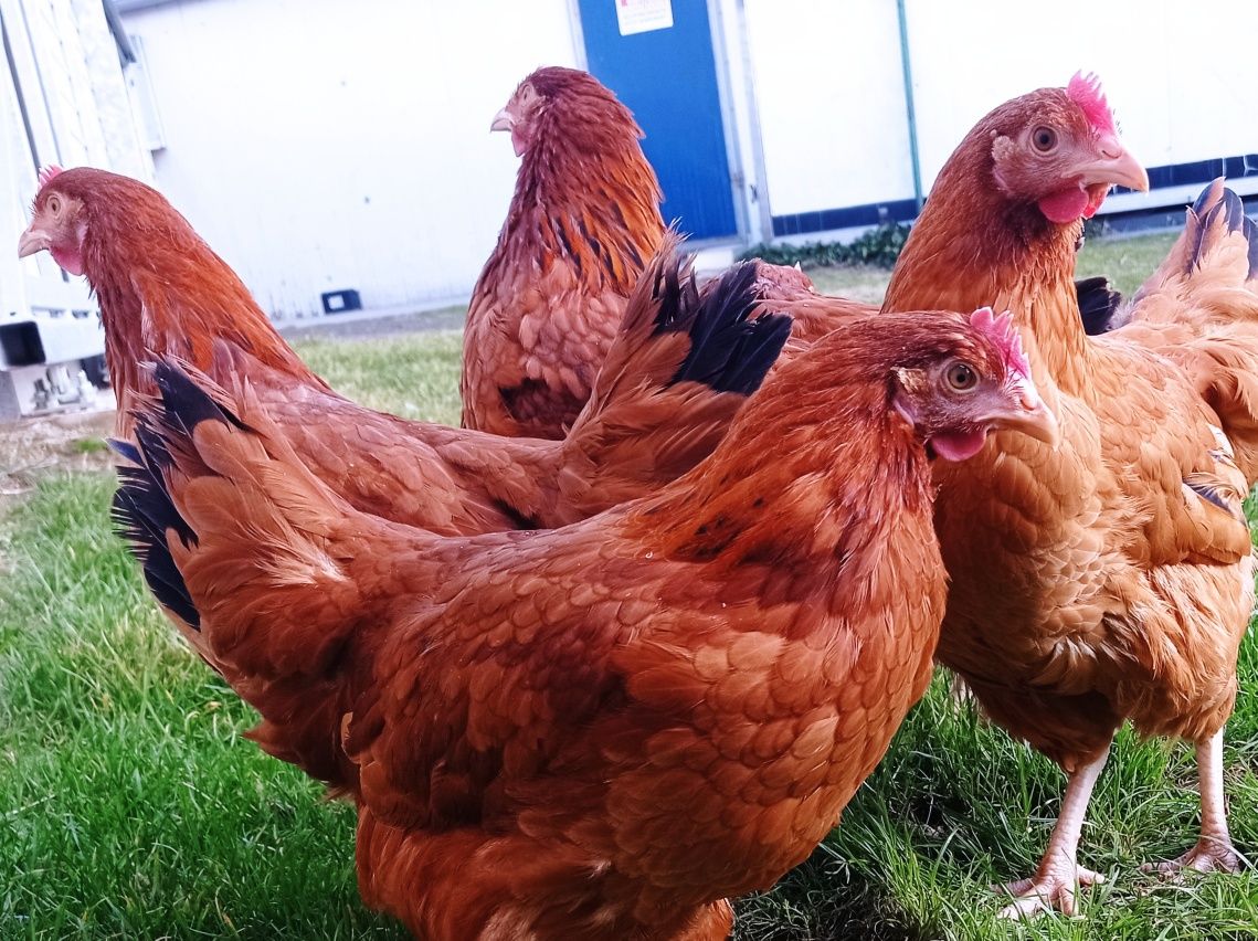 Kury Rossa leghorn zielononóżki kokoszki młode nioski na jajko-Wysylam