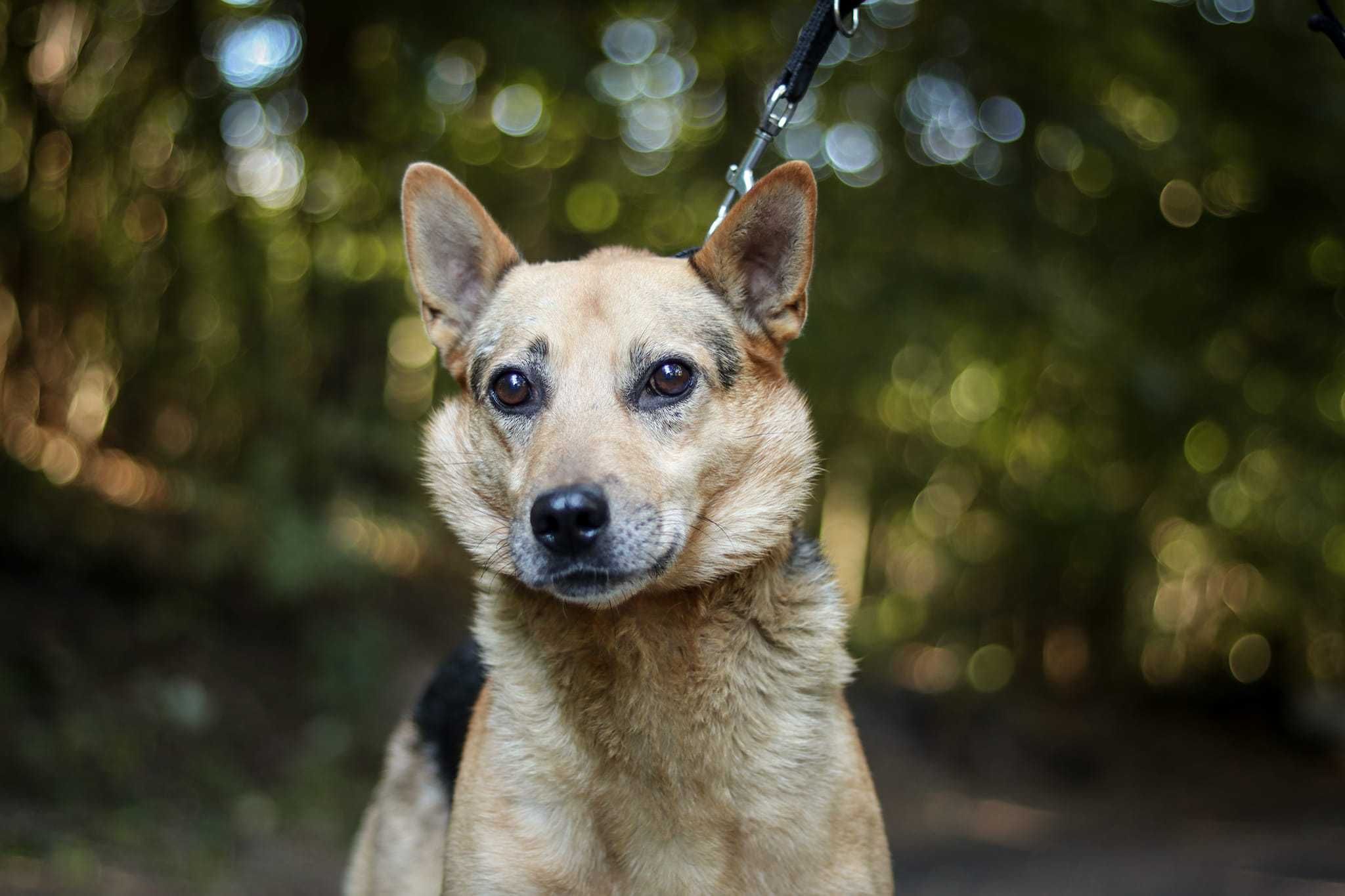 Spokojny, zrównoważony, bardzo przyjazny psiak do adopcji