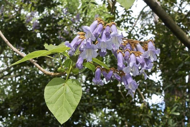 Paulownia omszona oxygen tree, drzewo tlenowe