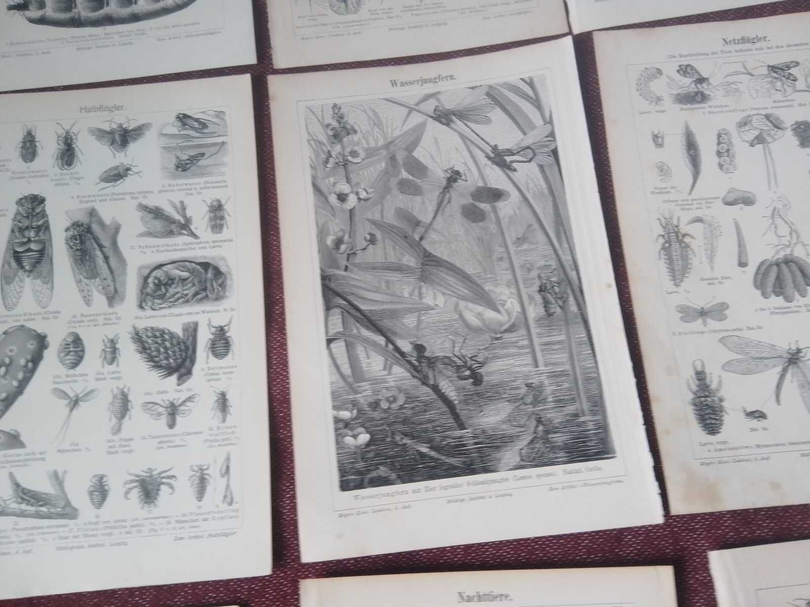 Zwierzęta stare, oryginalne XIX w. grafiki do aranżacji wnętrza