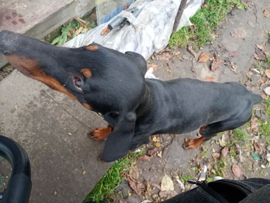 Добермана дівчинку