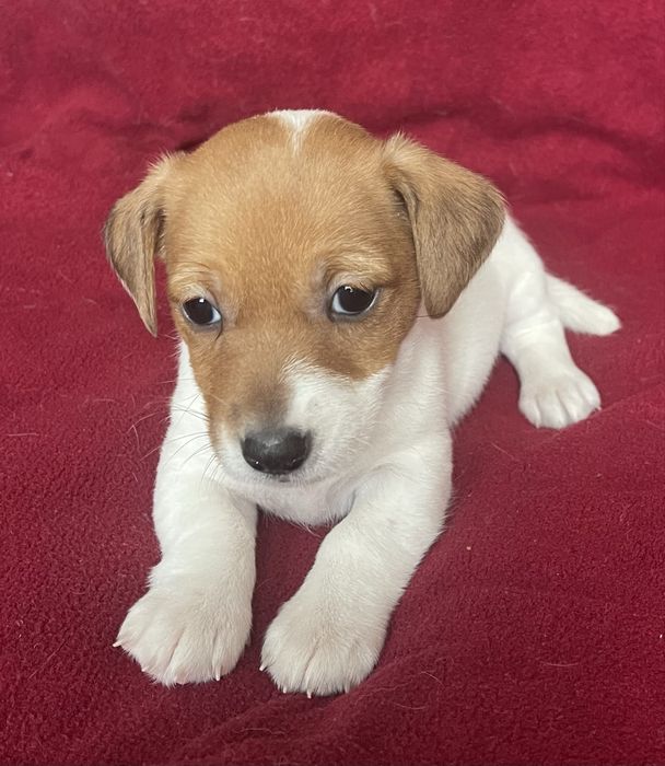 Цуценя Джек Рассел терʼєр. Дівчинка