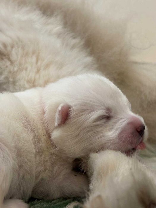 Samoyed Samojed FCI / ZKwP szczeniak do odbioru w grudniu