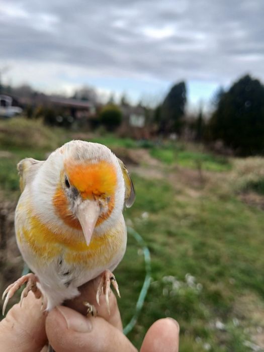 Sprzedam kanarki mlode