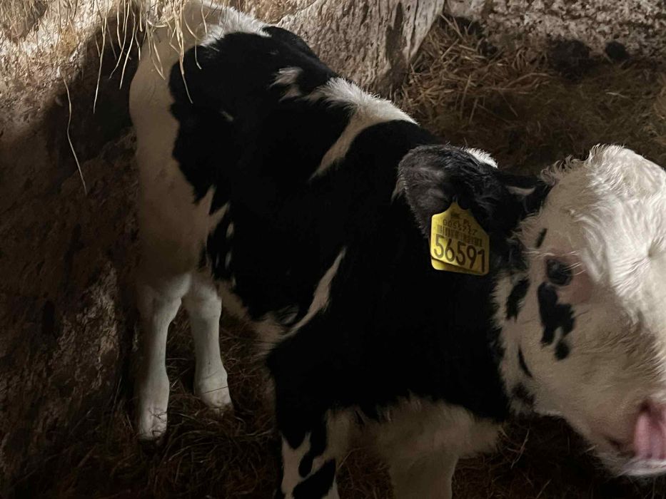 Sprzedam cielaki Kościerzyna