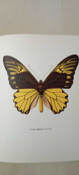 Livro de borboletas Mocha Beautiful Butterfly Plates Full Color 1965