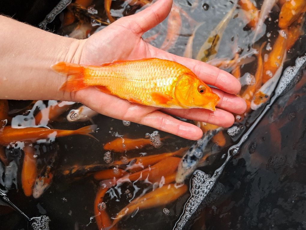 Karp koi narybek kroczek Karp Tołpyga lin