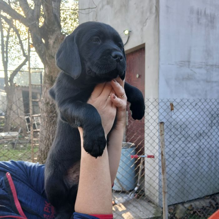 Дівчинка лабрадор чорного кольору  чекає на своїх люблячих господарів