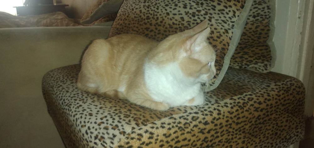 Отдам бесплатно кота