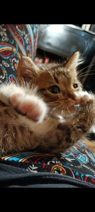 Кошеня в добрі руки