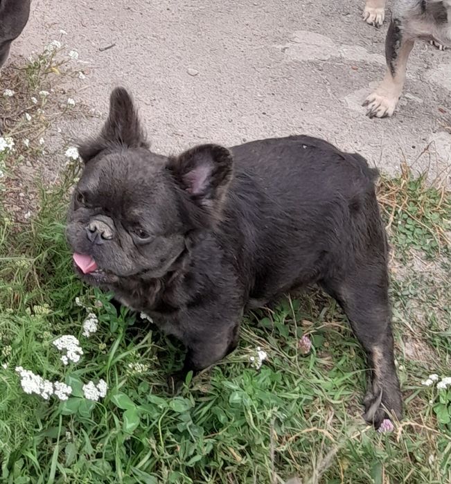 Міні французский бульдог флаффі дівчинка