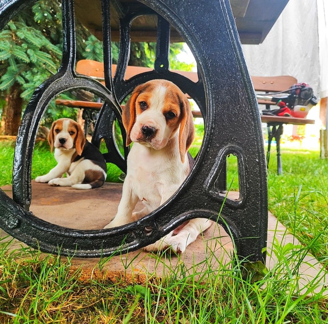 Śliczne Beagle Tricolor z Rodowodem SWKIPR