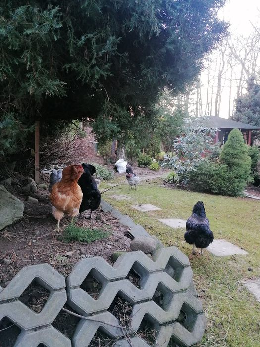 Araucana Bezogoniasta, jaja lęgowe araukan