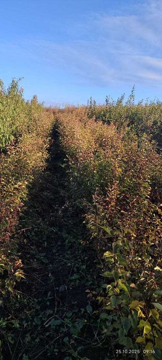 Продаються садженці місто Рогатин Івано-Франківська область