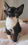 Devon rex kocurek