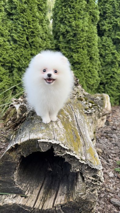 Pomeranian/szpic miniaturowy