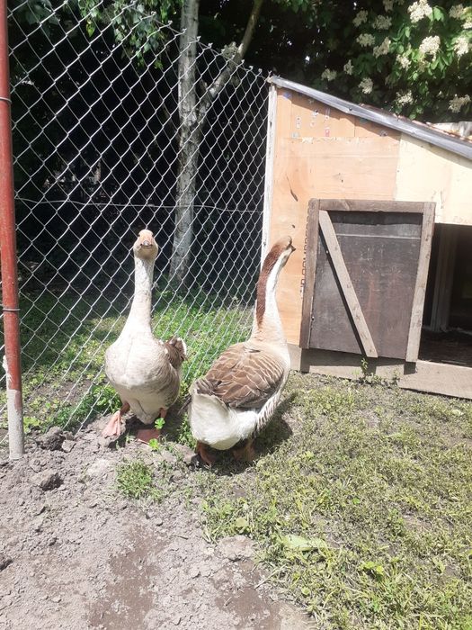 Sprzedam parę gęsi